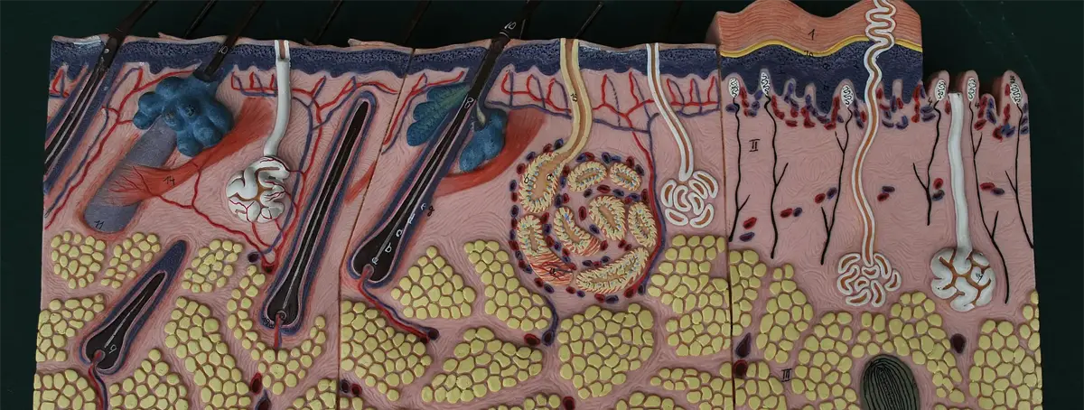 Skin cross section model