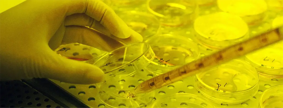 Tissue culture hamster