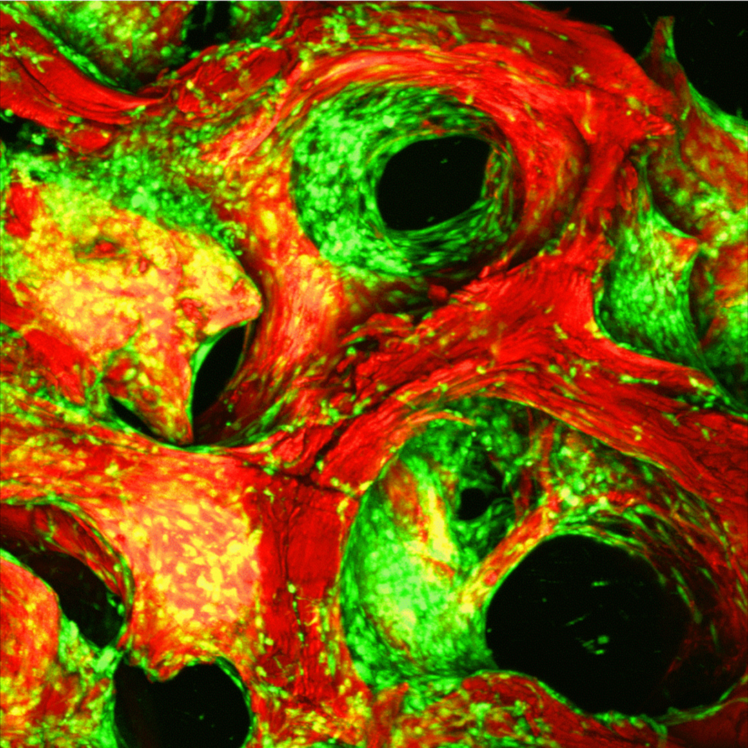 Cell culture fundamentals