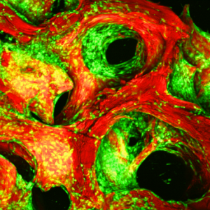Cell Culture